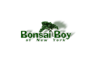 Bonsai Boy of New York